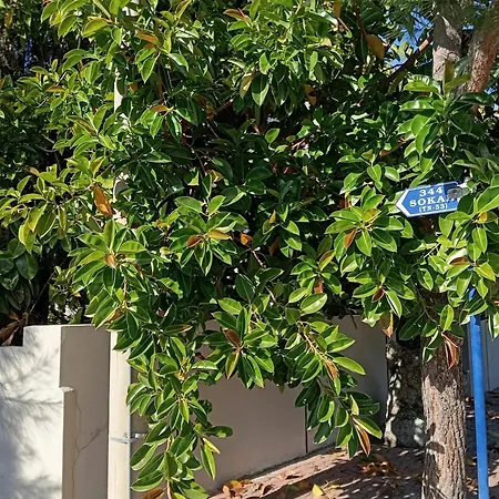 Nosi Dalyan Ortaca (Mugla)